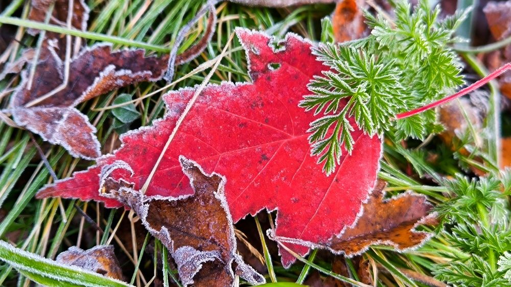 Photograph by ANDREY PERESHEIN