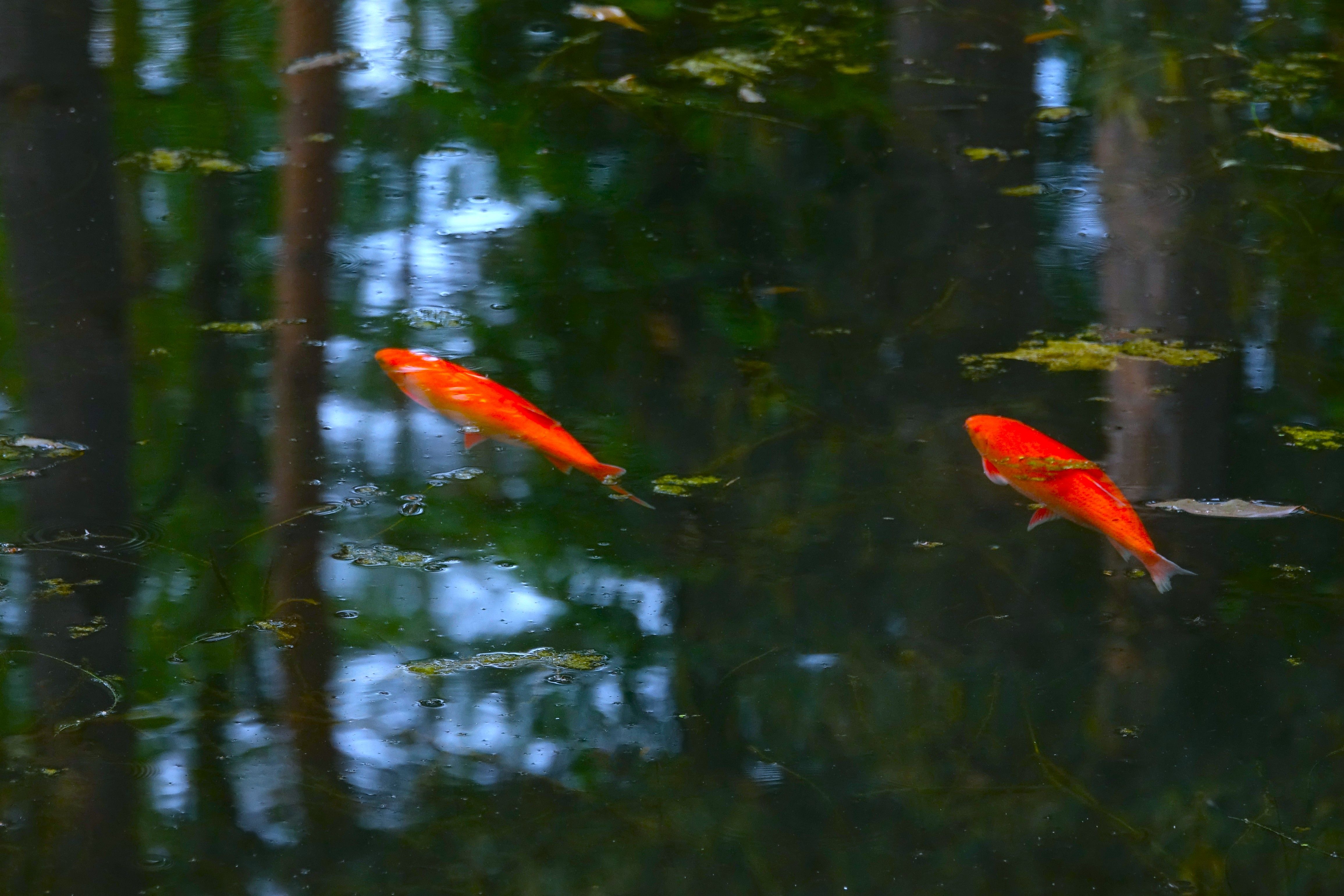 Photograph by jelena konickaja