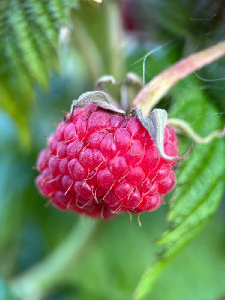 Фотография автора Надежда Уфимцева