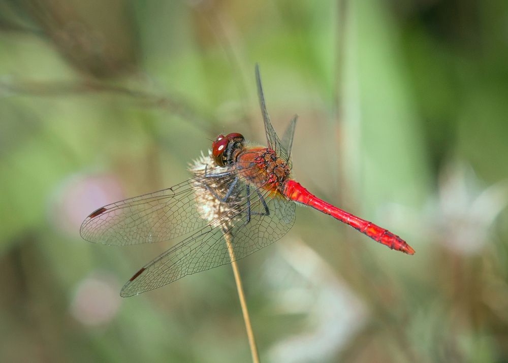 Photograph by Алексеев Сергей