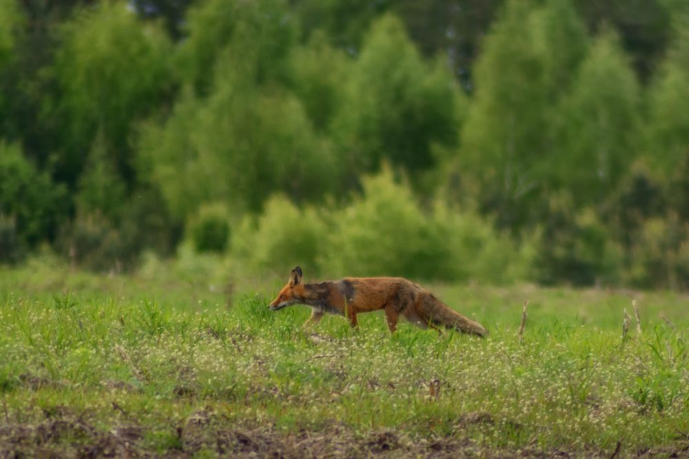 Photograph by Сергей Дишук