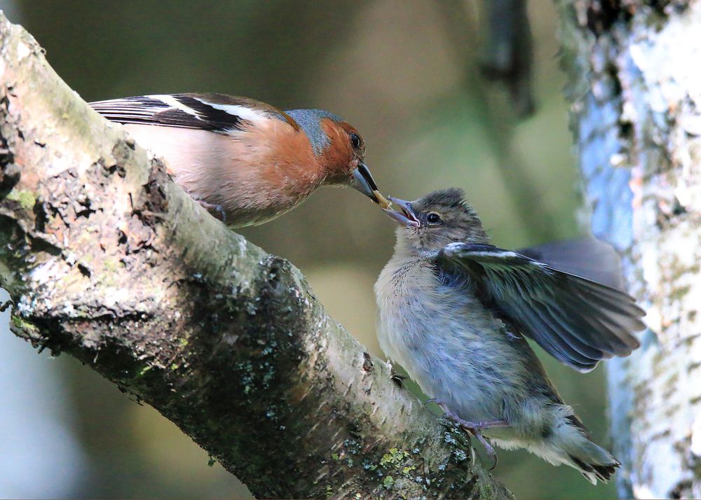 Photograph by Николай Протасеня