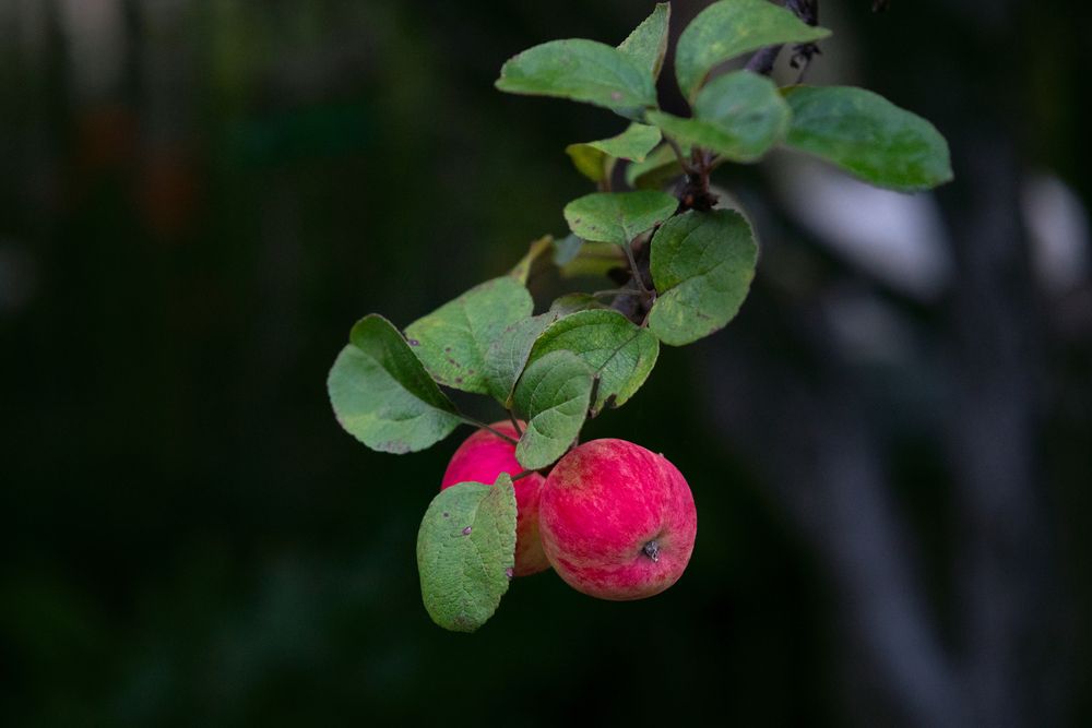 Photograph by Юлия Козельских