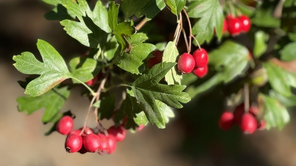 Photograph by Сергей Смирнов