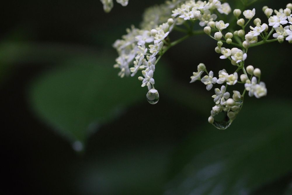 Photograph by Lina Tomkevičienė