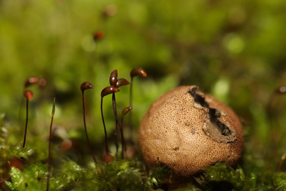 Photograph by Lina Tomkevičienė