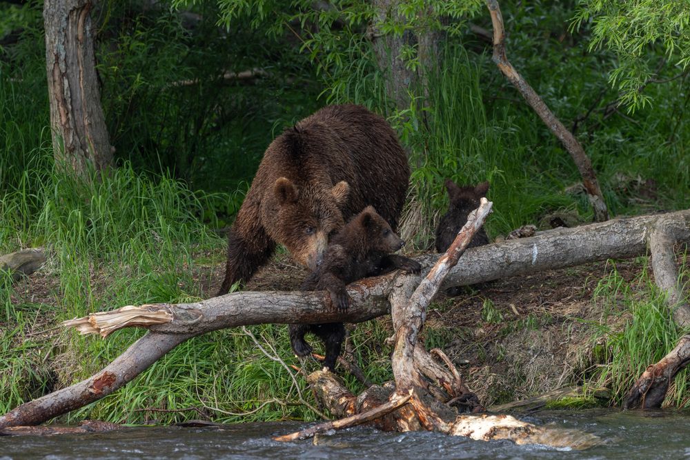 Держись крепче, я тебе помогу!