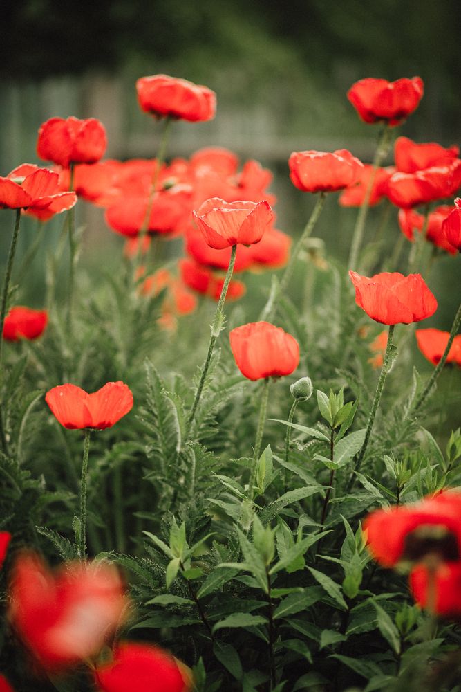 Photograph by Марина Пехтерева