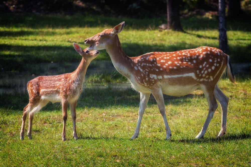 Photograph by Сергей Дишук