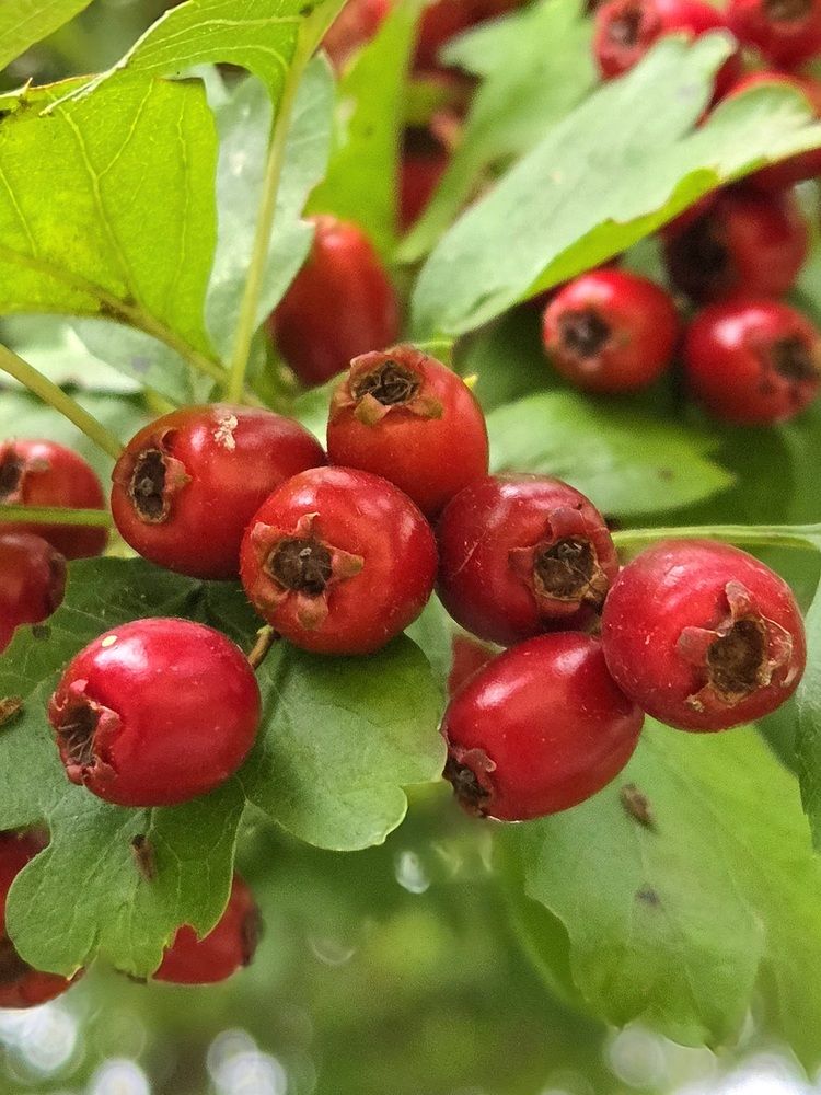 Фотография автора Elena Polonetskaya