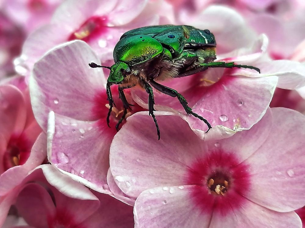 Photograph by Александр Лазебник