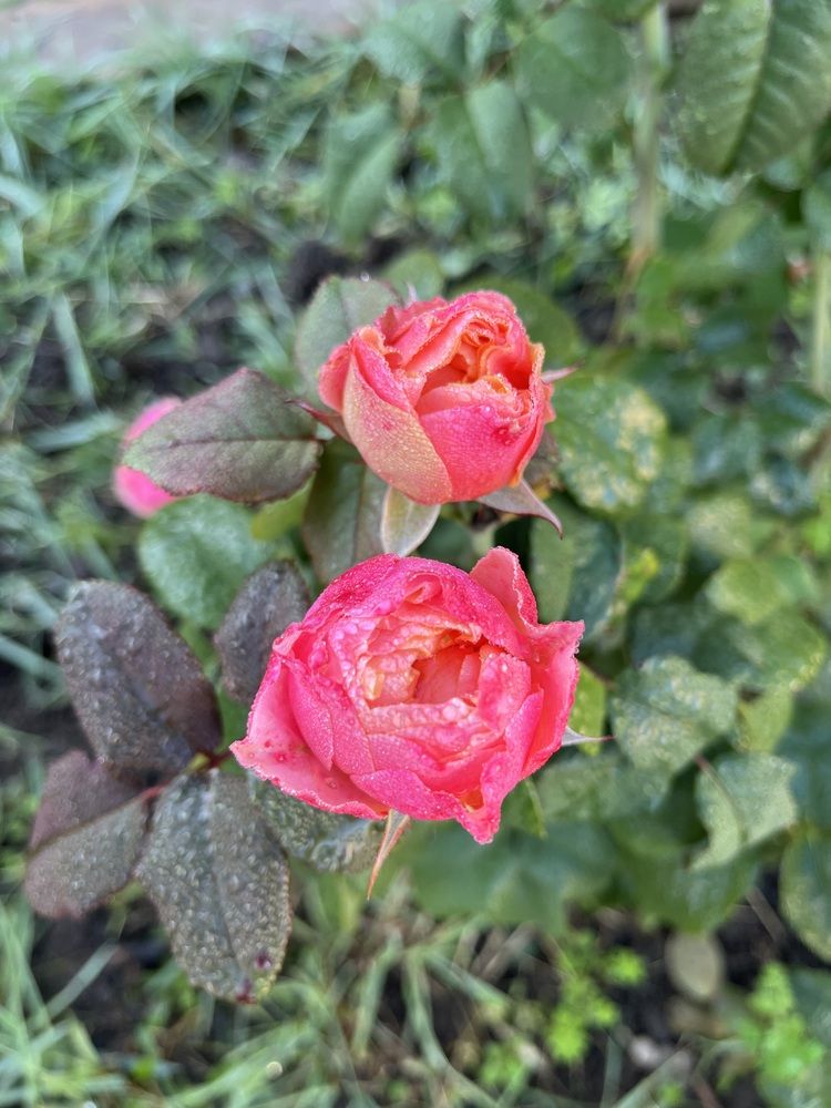 Photograph by Анатолий Протасов