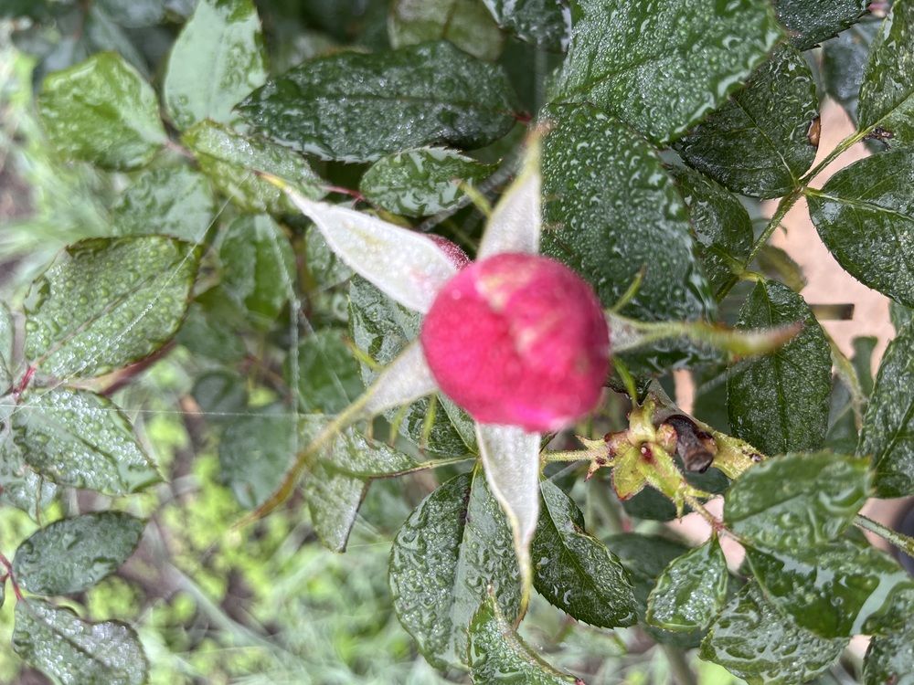 Photograph by Анатолий Протасов