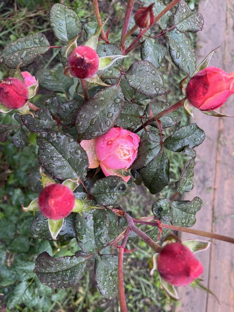 Photograph by Анатолий Протасов