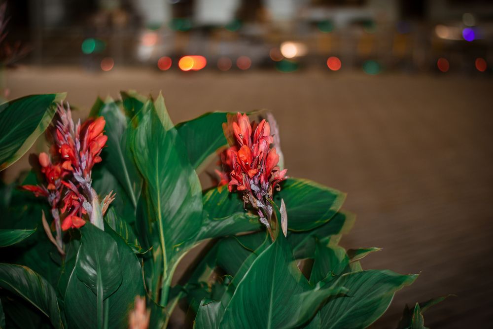 Photograph by Elvira