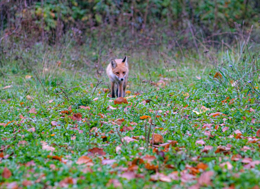 Photograph by Альберт Габбасов