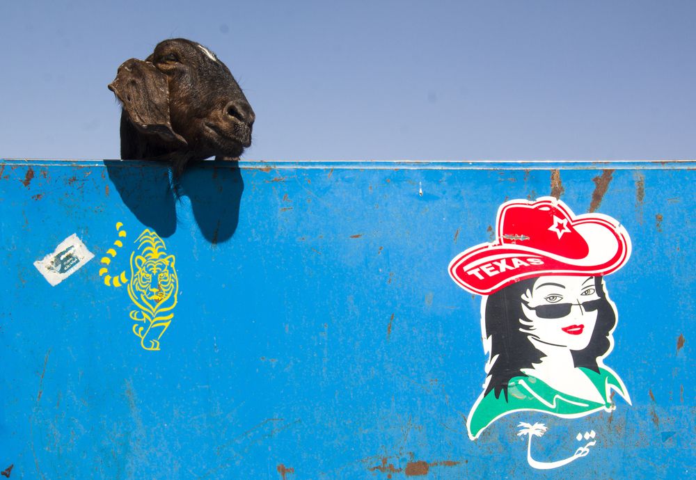 Фотография автора Ghadir Vaghari