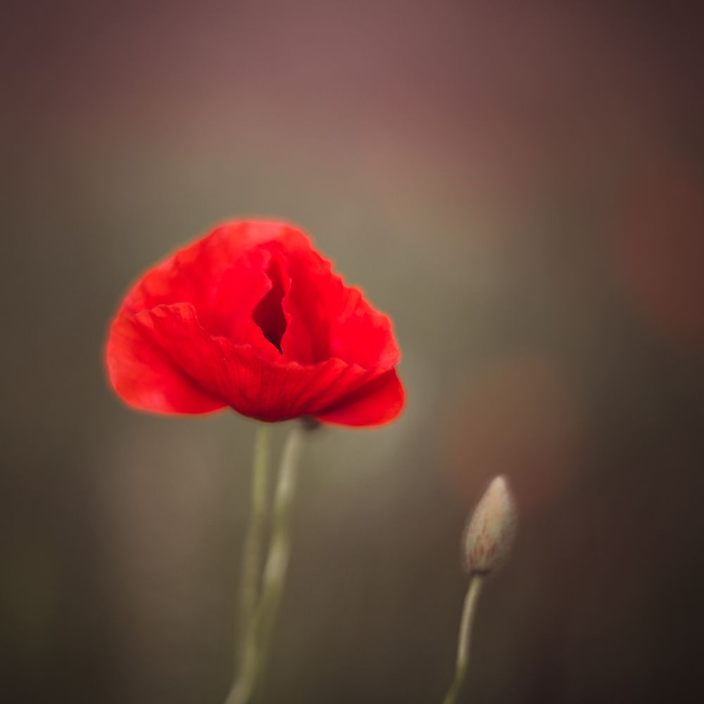 Photograph by Evgeniya Biriukova