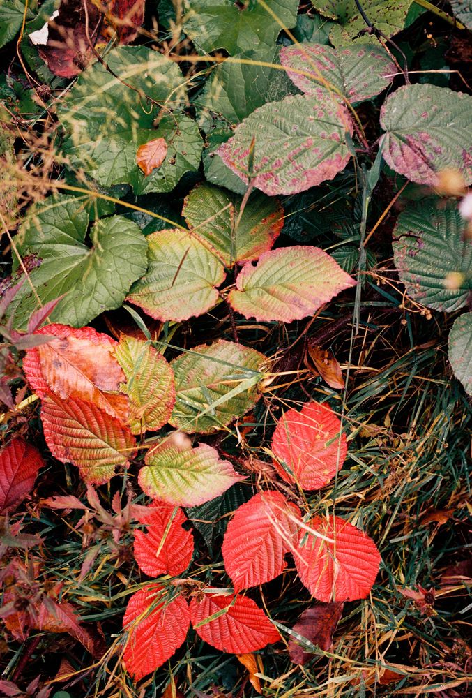 Photograph by Людмила Коновалова