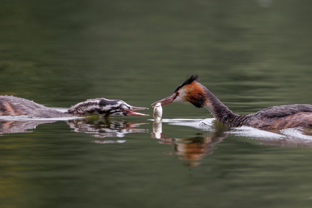 Photograph by Антон Науменко