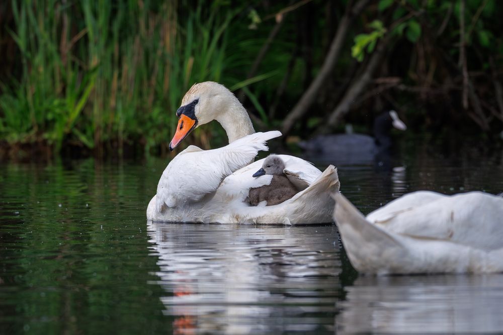 Photograph by Антон Науменко