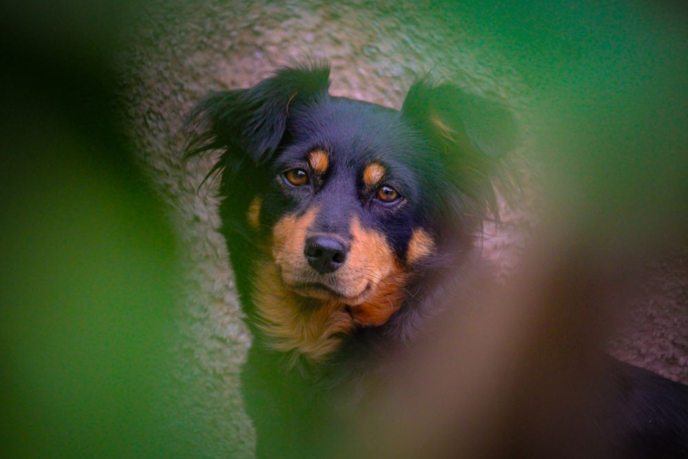 Kika