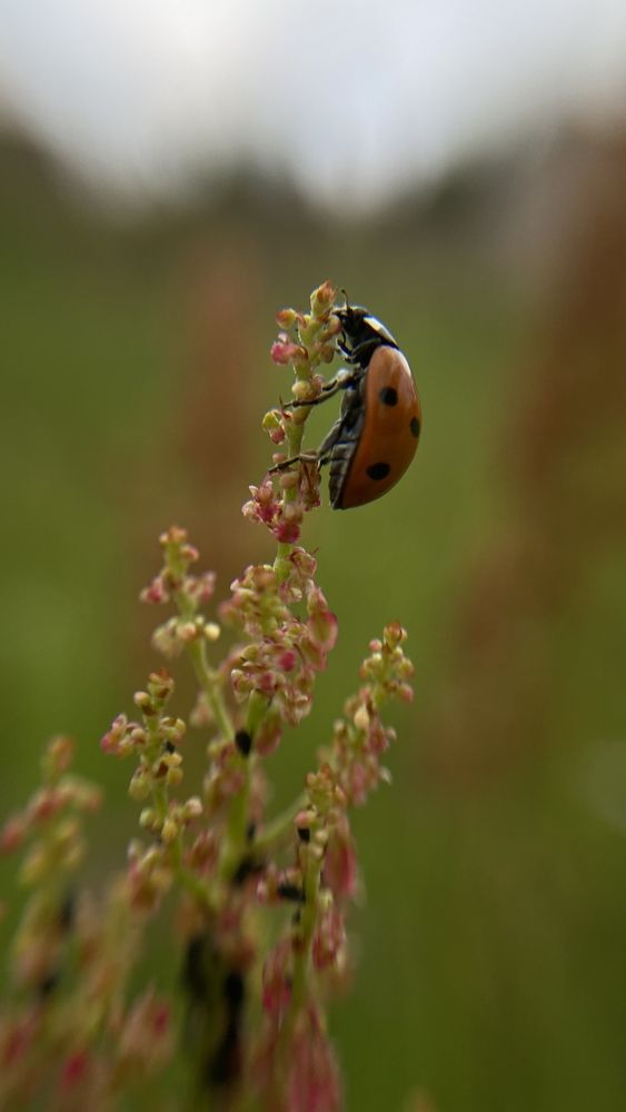 Photograph by Анна Кулакова