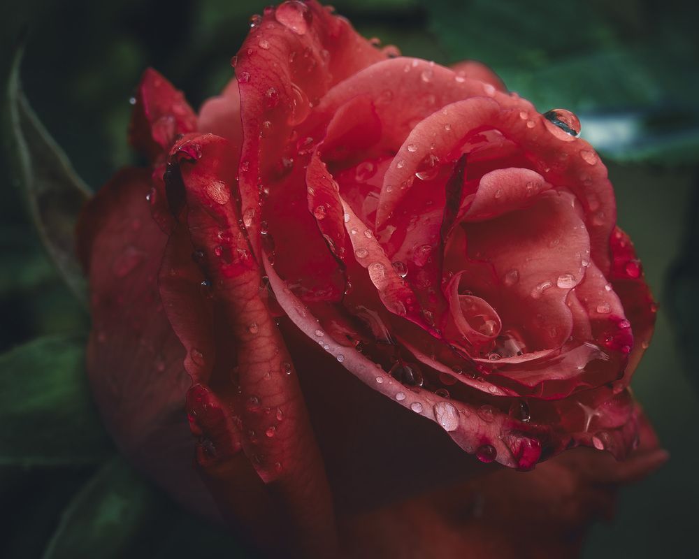 Photograph by Denis Cristian BURMELEAC