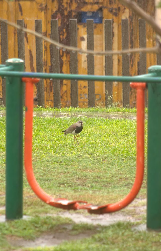 Photograph by Guillermo Topp