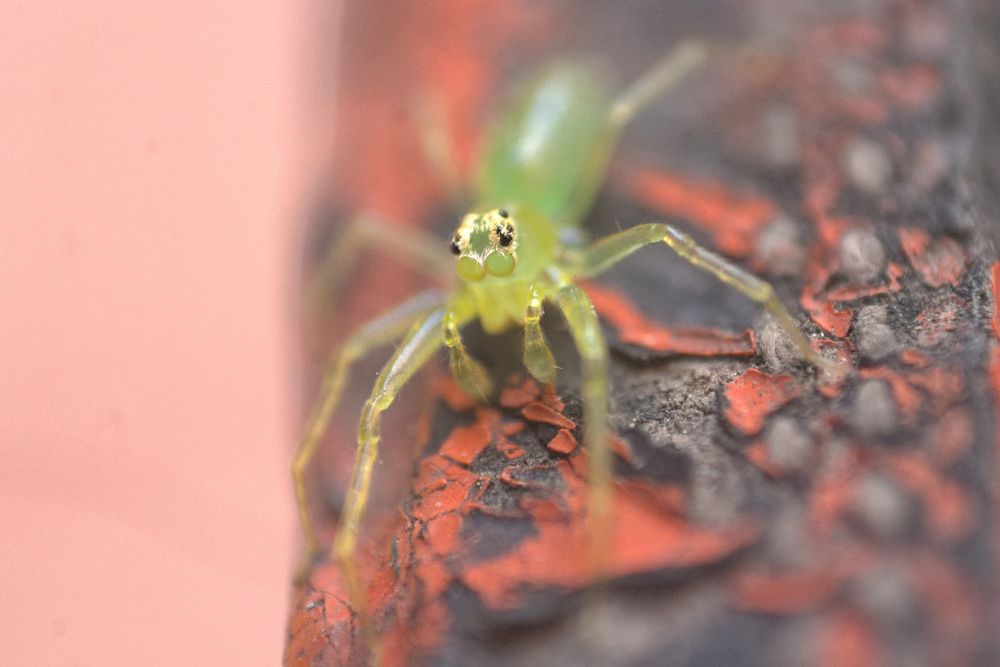 Photograph by Guillermo Topp