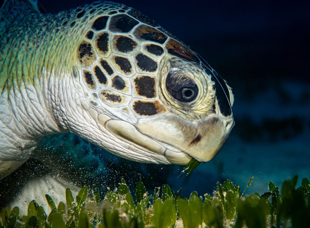 The Importance of Small Details Beneath the Sea