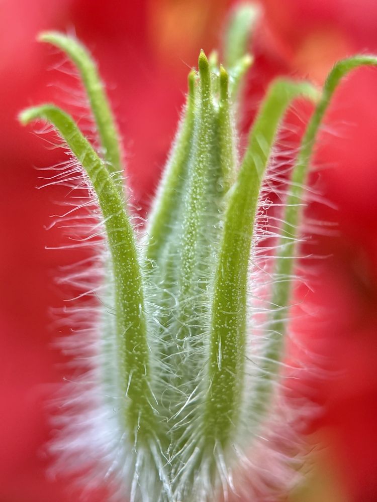 Фотография автора BIPLAB MISRA