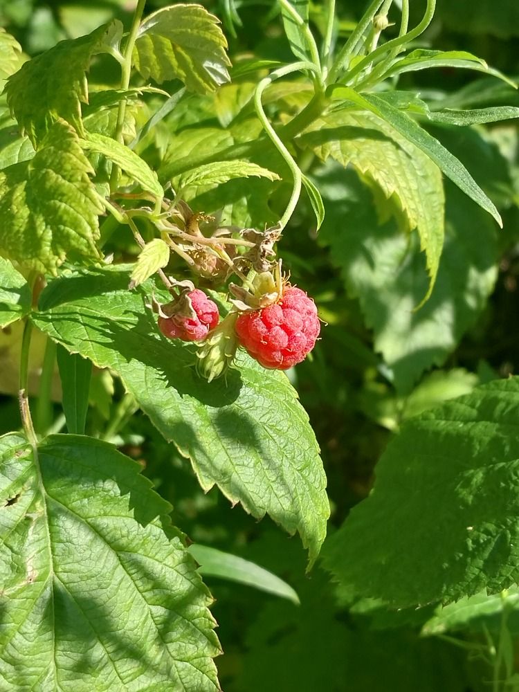 Photograph by Юлия Фирман