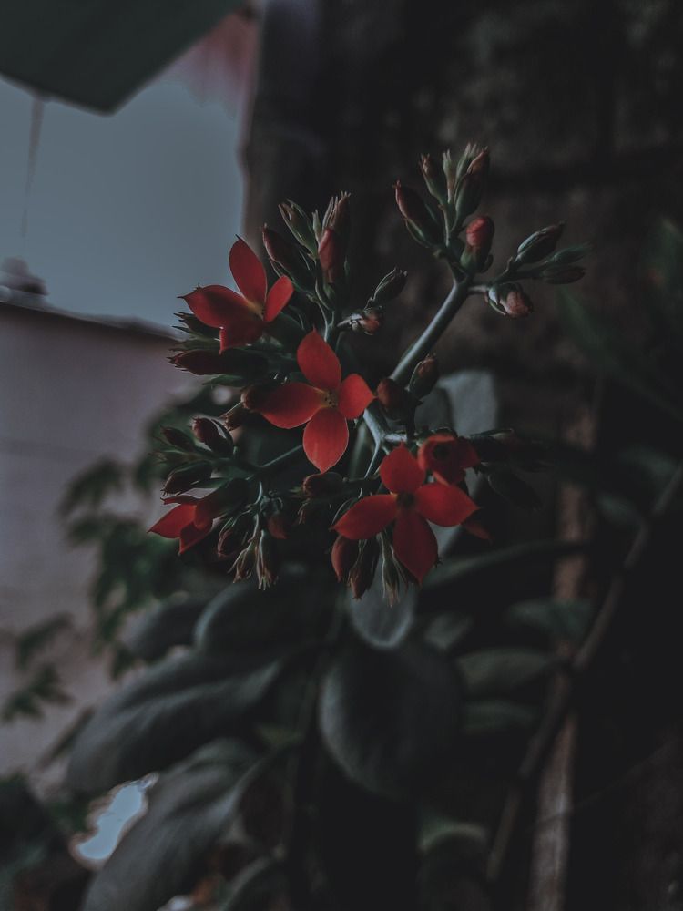 Photograph by Ma Leonor B Gonzales