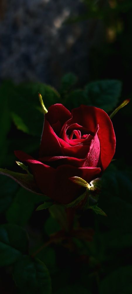 Photograph by Галина Перепечаева