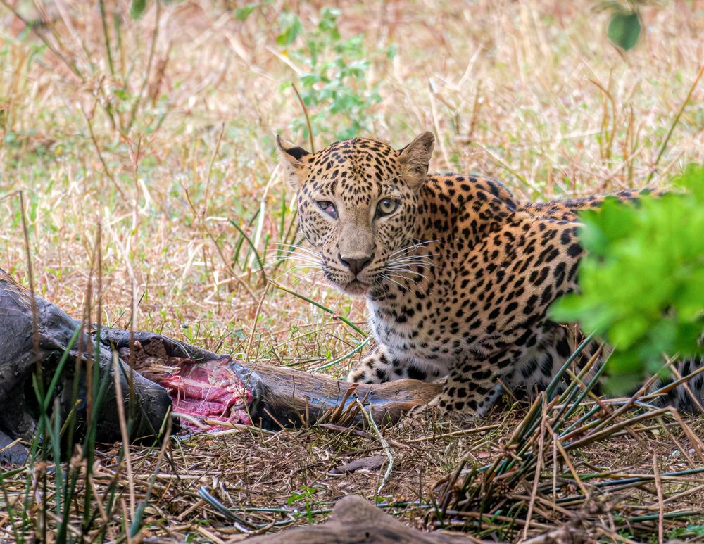 Nature’s Raw Elegance