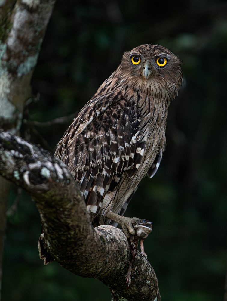 Eyes Wide, Claws Together