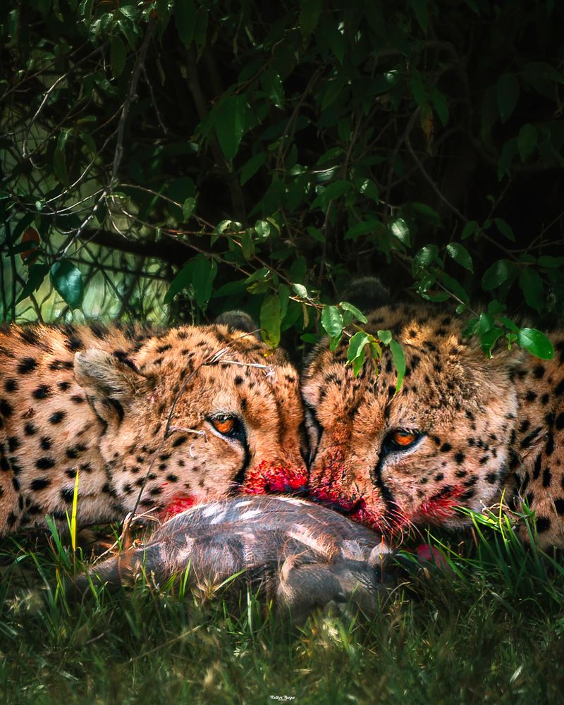 Photograph by madhur nangia