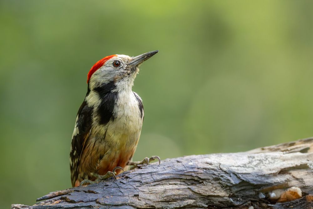 Photograph by Gabriella Magyar