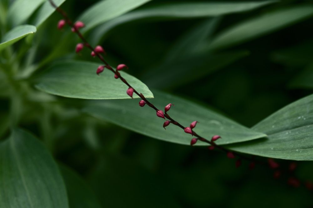 Photograph by Nobu-Oh