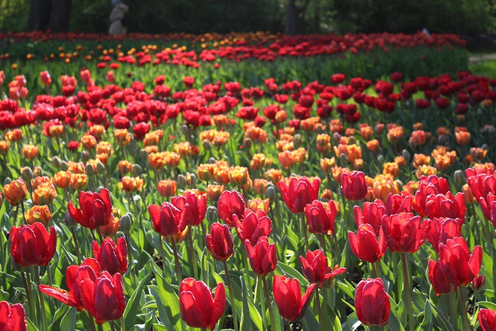 Тюльпановое поле