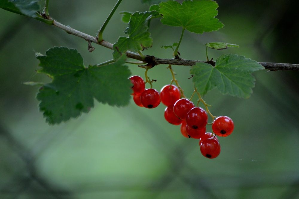 Photograph by Olja Simovic