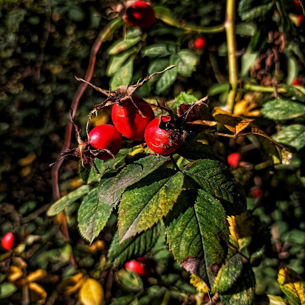 Photograph by Ольга Стариченко