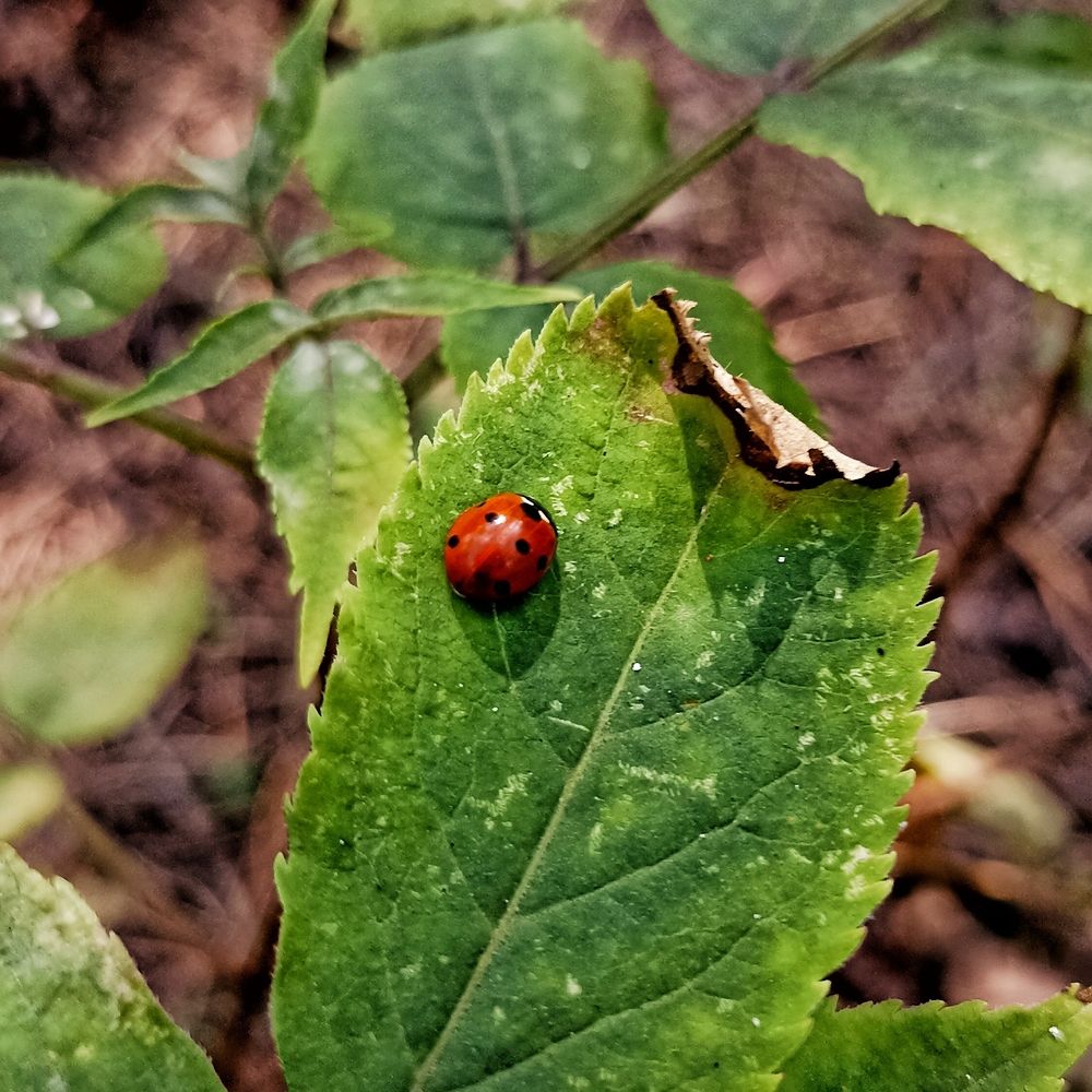 Photograph by Ольга Стариченко