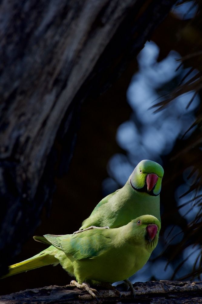 Фотография автора BIPLAB MISRA