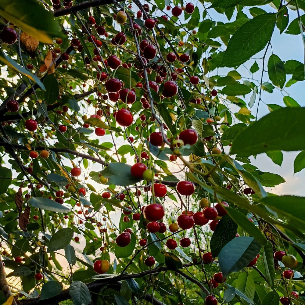 Photograph by Ольга Стариченко