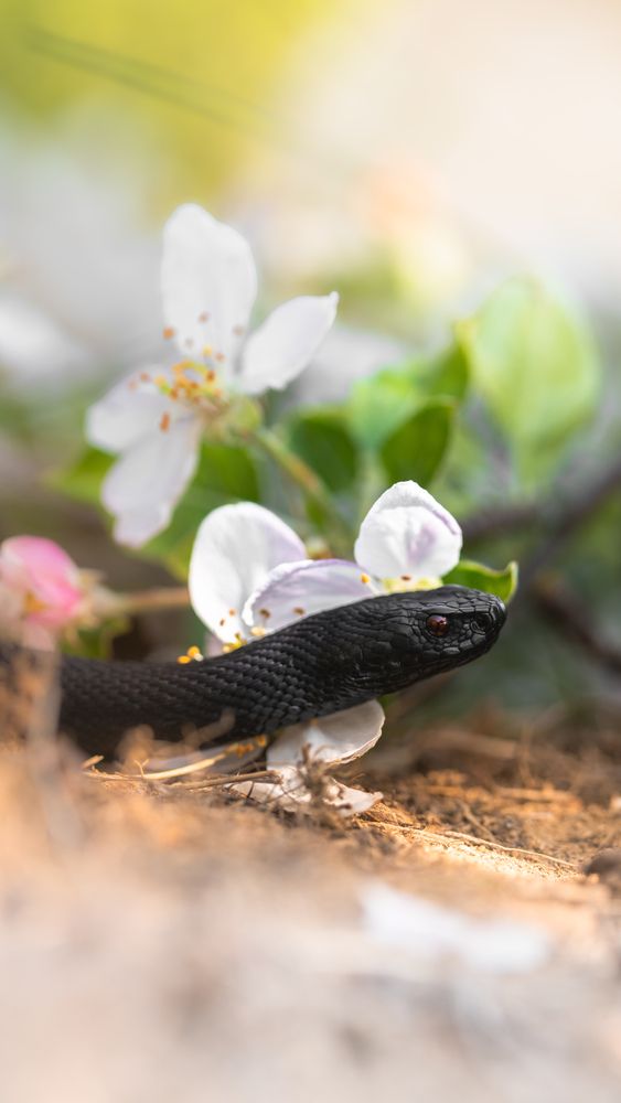 Photograph by Matei Firică