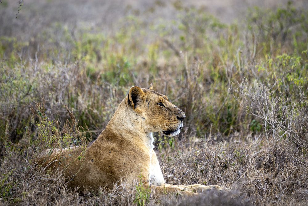 Фотография автора Karim Shokair