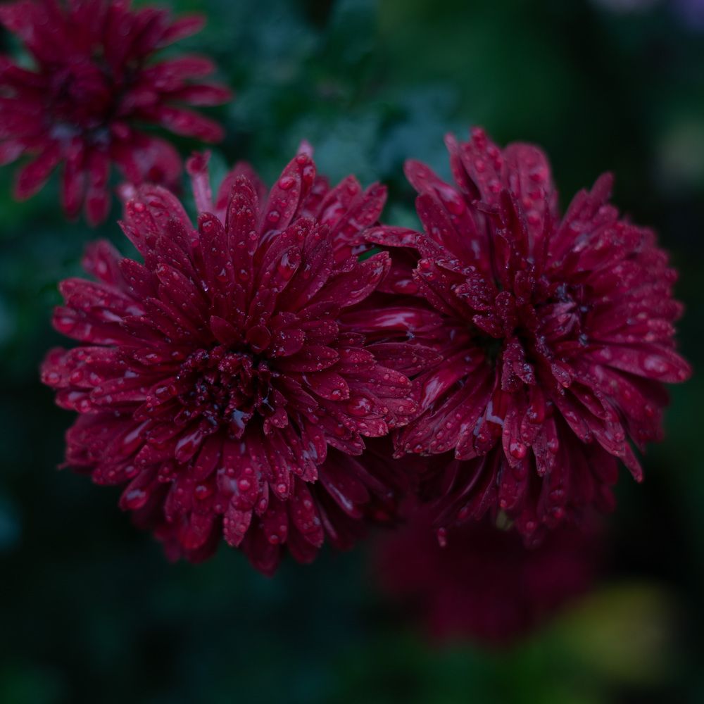 Photograph by Дашима