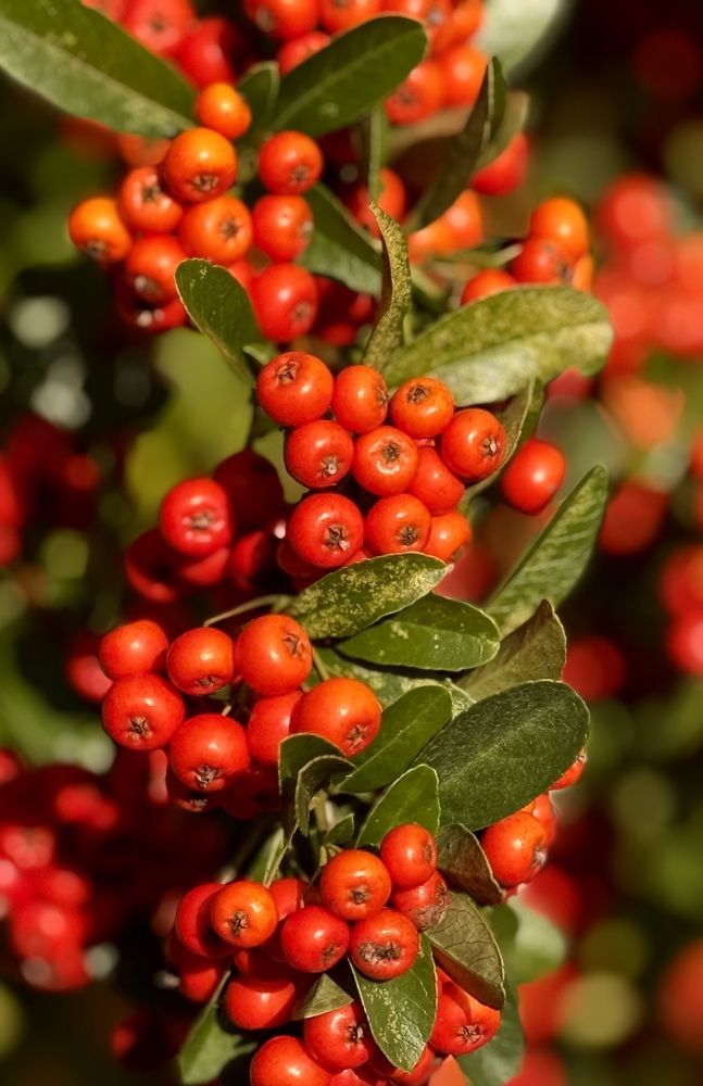 Фотография автора Ираида Гайфуллина